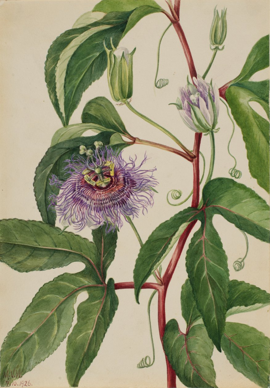 Passiflore incarnée (Maypop) - Mary Vaux Walcott