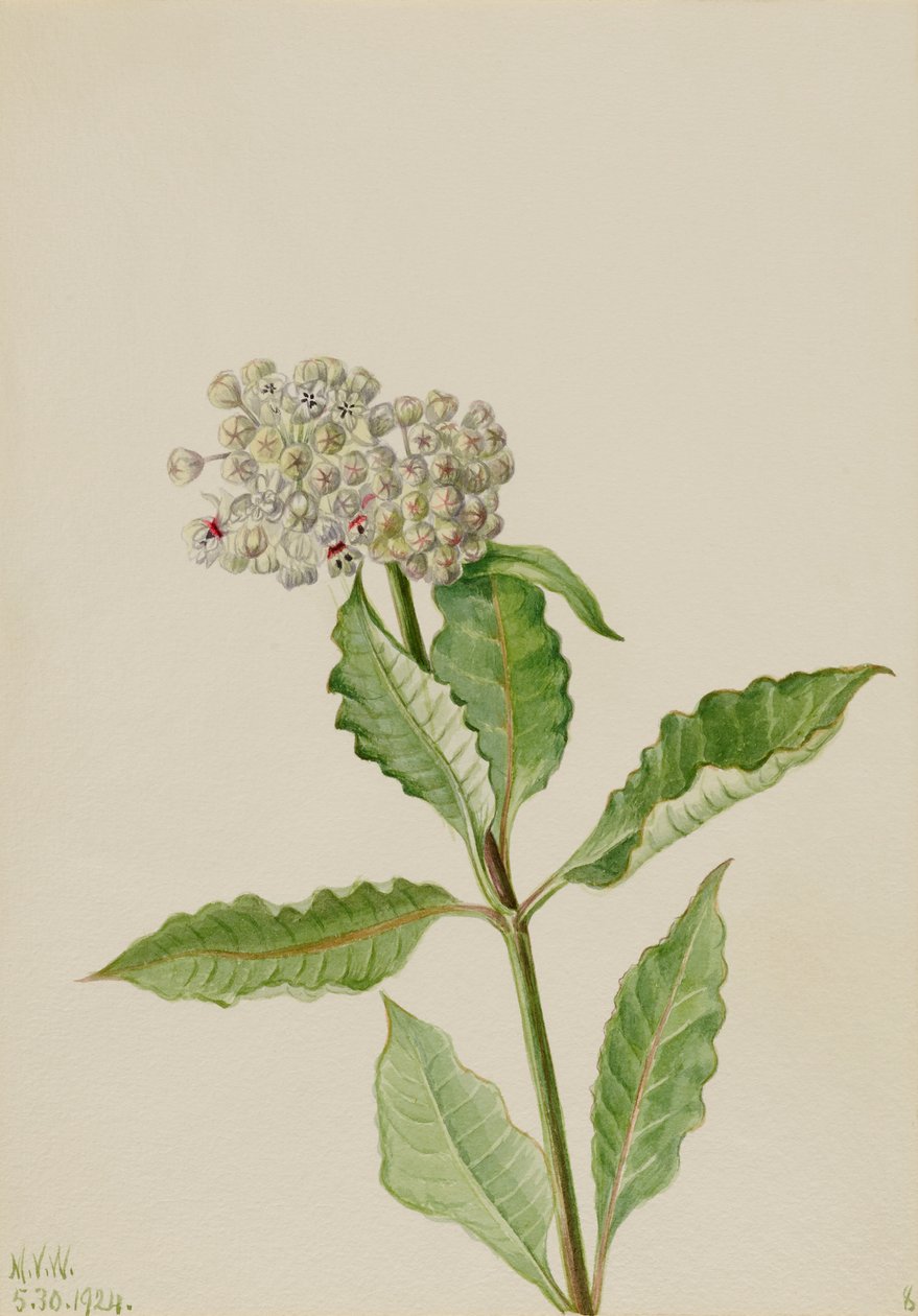 Asclépiade (Ascelpias) - Mary Vaux Walcott