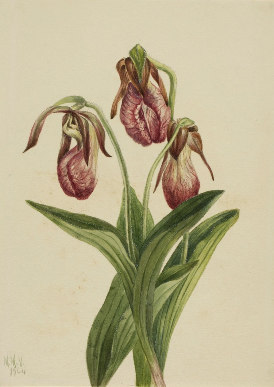 Fleur de mocassin (Cypripedium acaule) - Mary Vaux Walcott