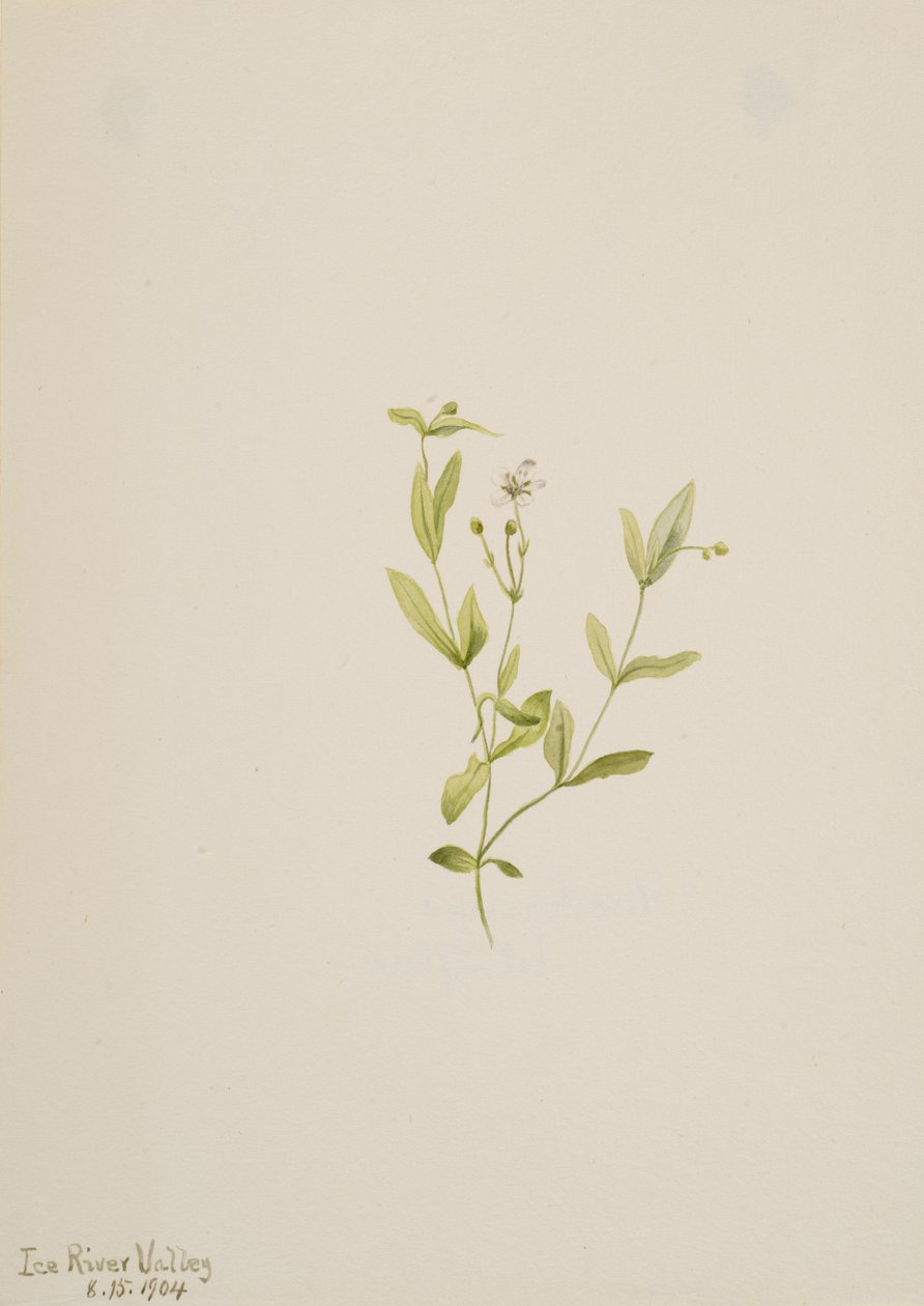 Moehringia laberiflora, 1904 - Mary Vaux Walcott
