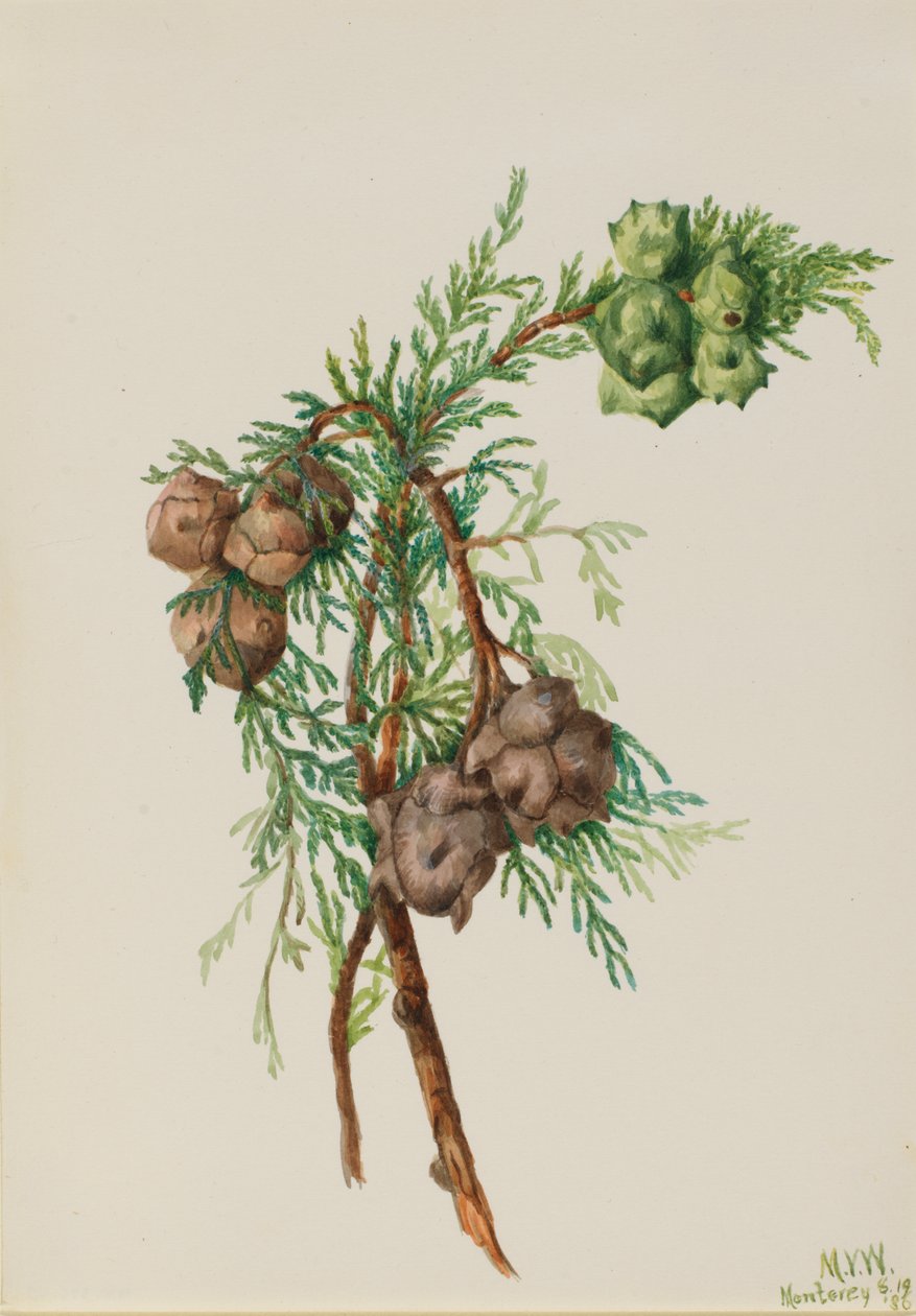 Cyprès de Monterey (Cupressus macrocarpa) - Mary Vaux Walcott