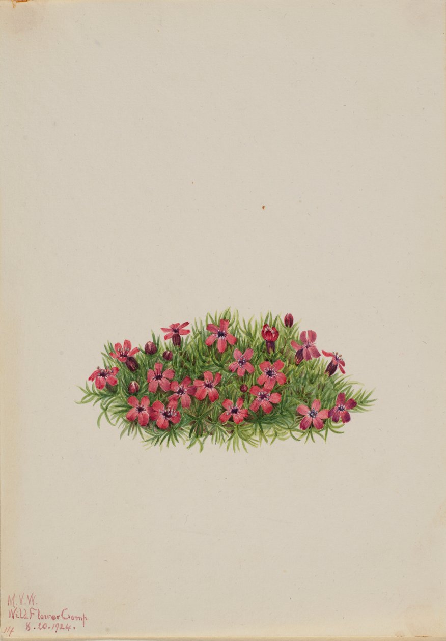 Campion mousse (Silene acaulis) - Mary Vaux Walcott