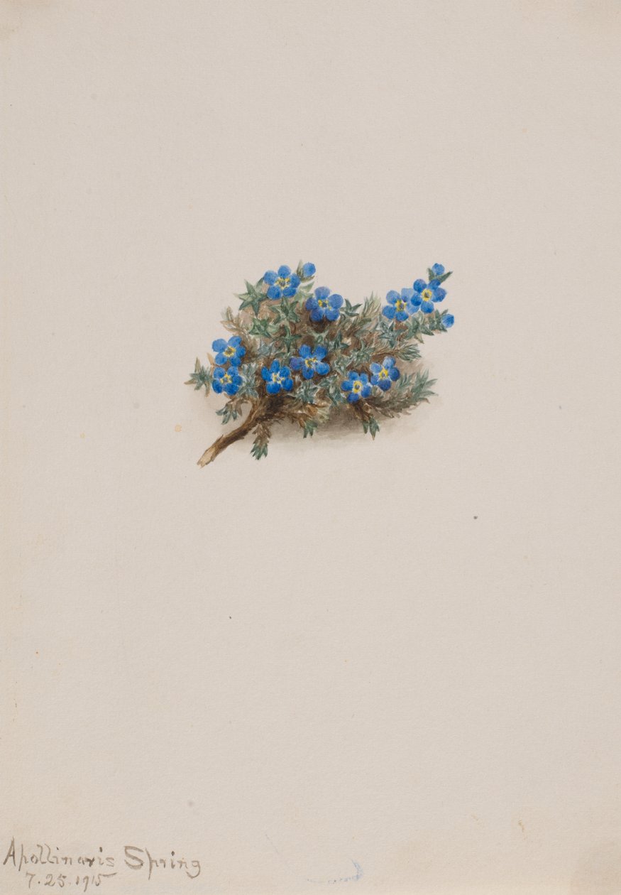 Moss Myosotis Eritichum elongatum - Mary Vaux Walcott