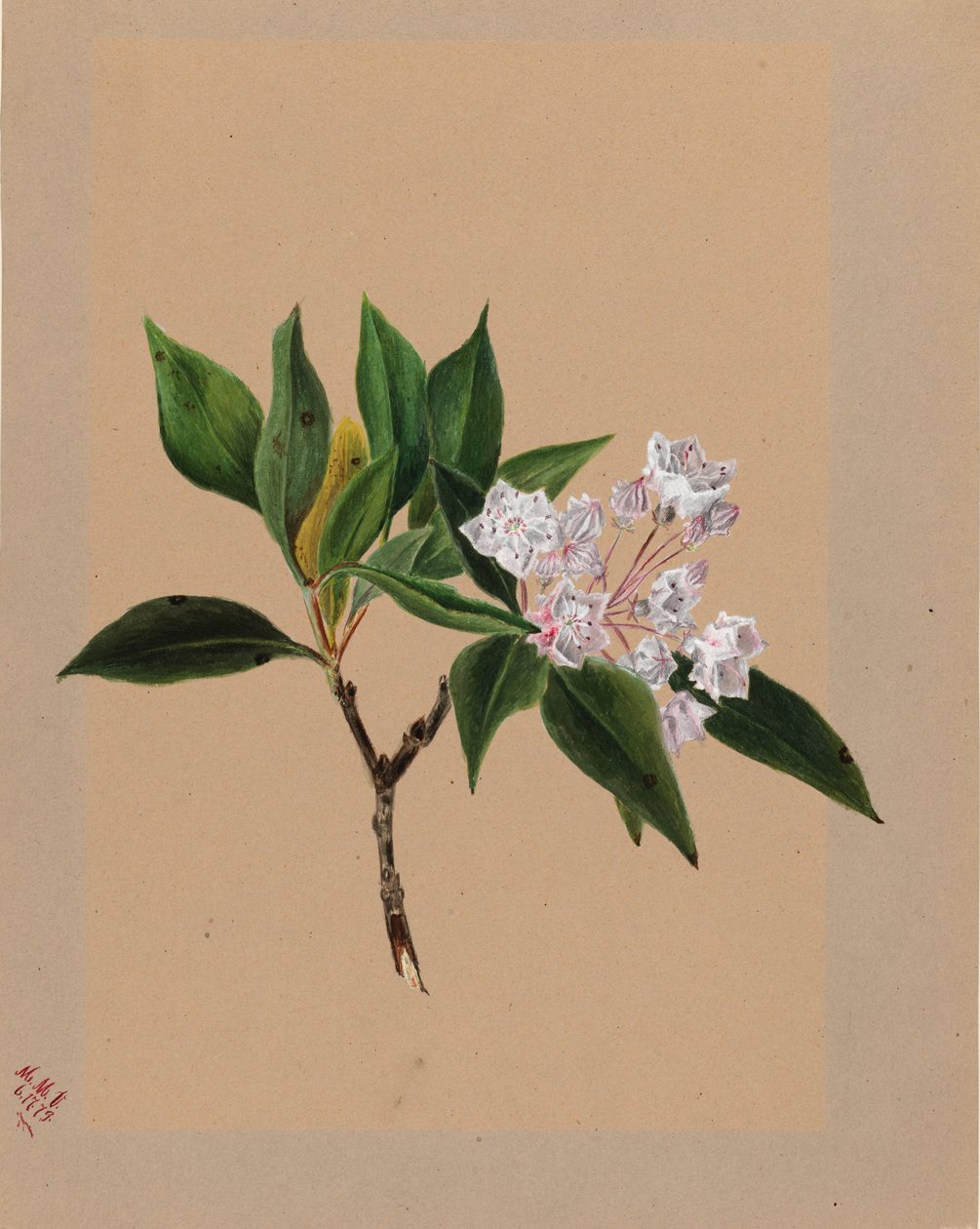Laurier de montagne (Kalmia latifolia) - Mary Vaux Walcott