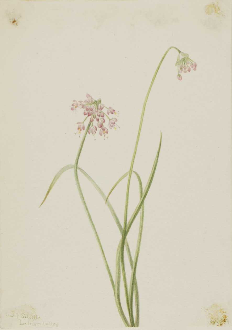 Oignon nain (Allium cernuum) - Mary Vaux Walcott