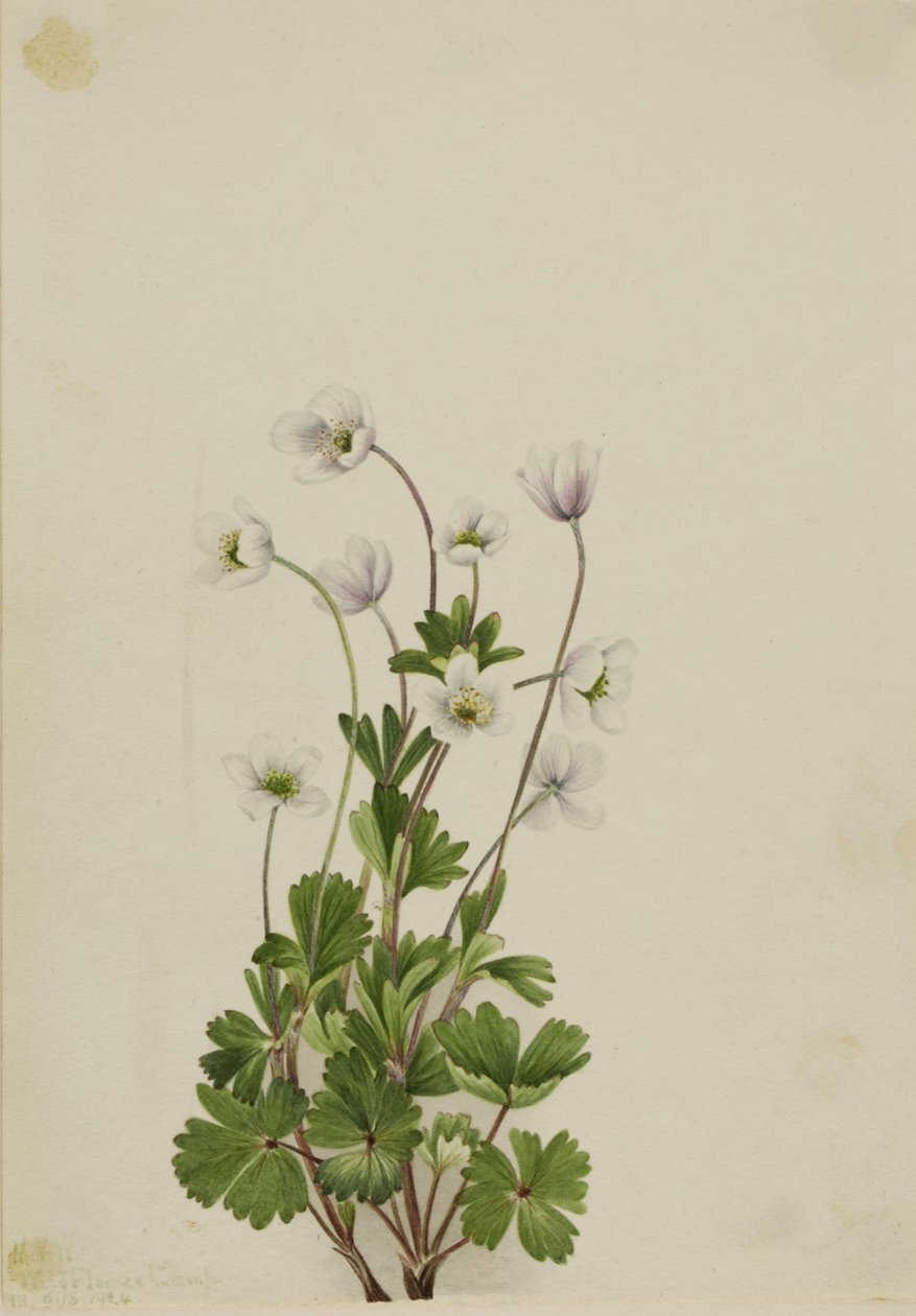 Anémone du Nord (Anemone parviflora) - Mary Vaux Walcott