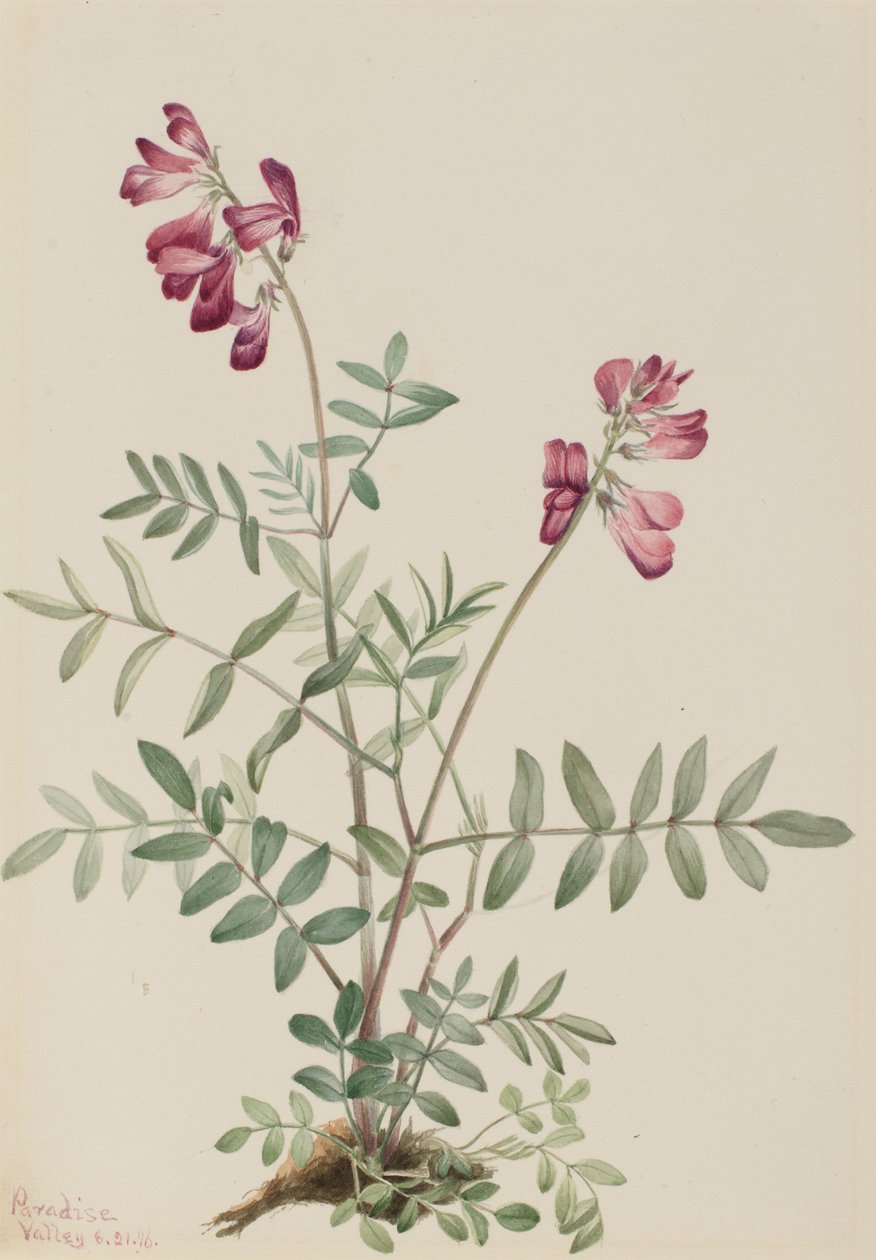 Hedysarum boréal (Hedysarum boreale) - Mary Vaux Walcott