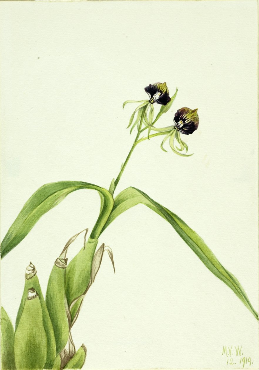 Orchidée (Epidendrum cochleatum) - Mary Vaux Walcott