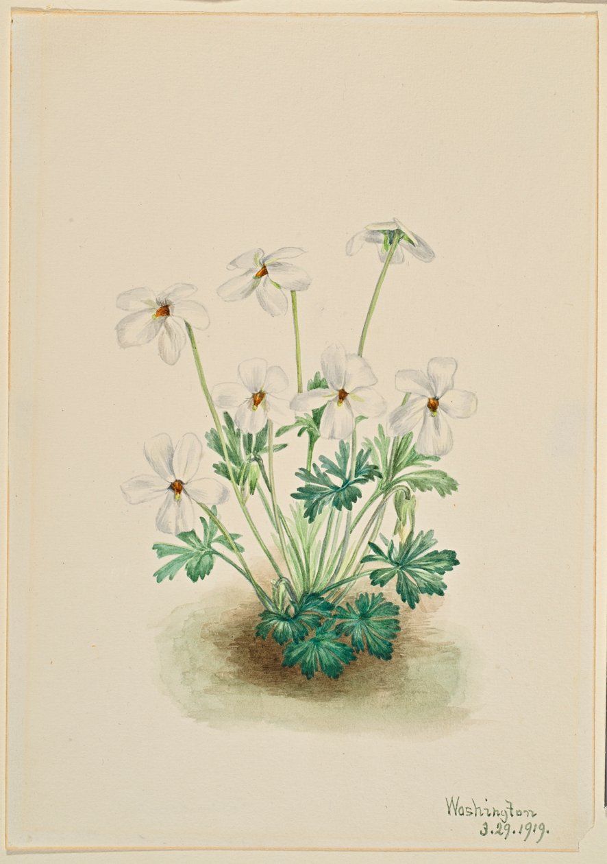Violette (Viola pedata) - Mary Vaux Walcott