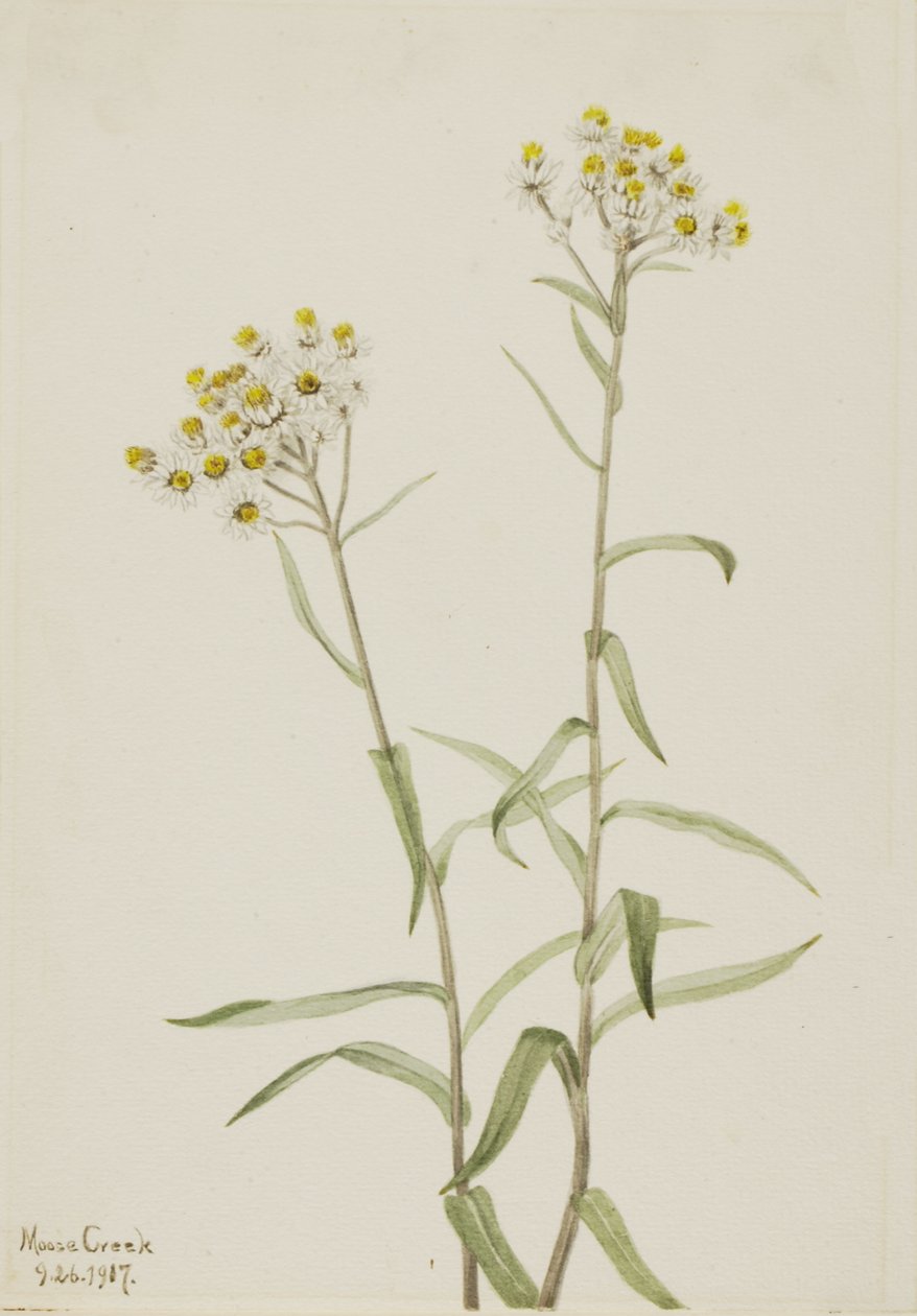 Immortelle perle Anaphalis margaritacea, 1917 - Mary Vaux Walcott