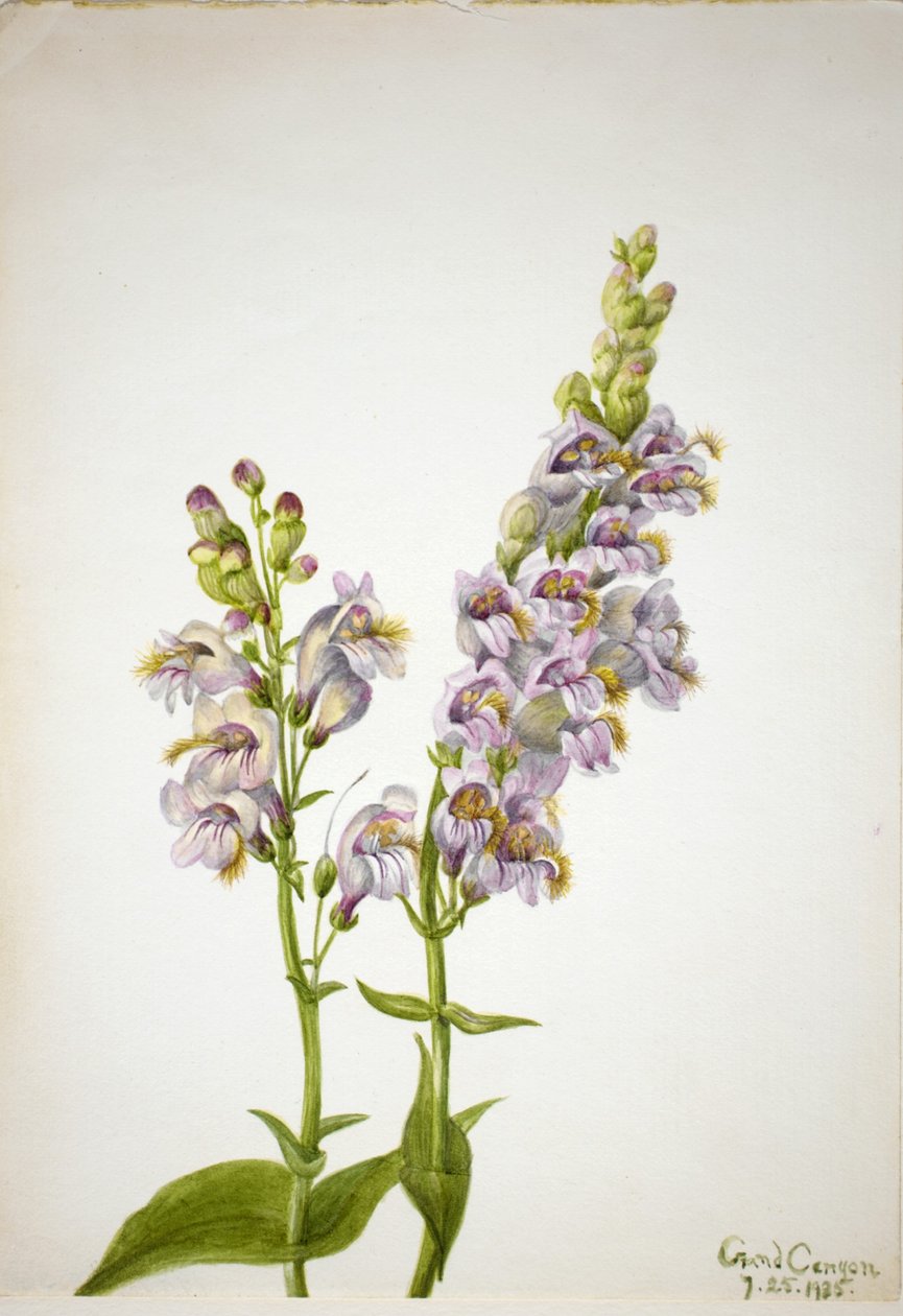 Pentstemon (Pentstemon macranthus) - Mary Vaux Walcott