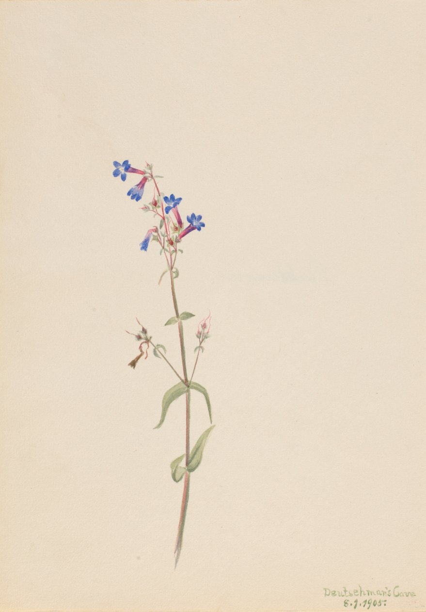 Pentstemon (Pentstemon procerus) - Mary Vaux Walcott