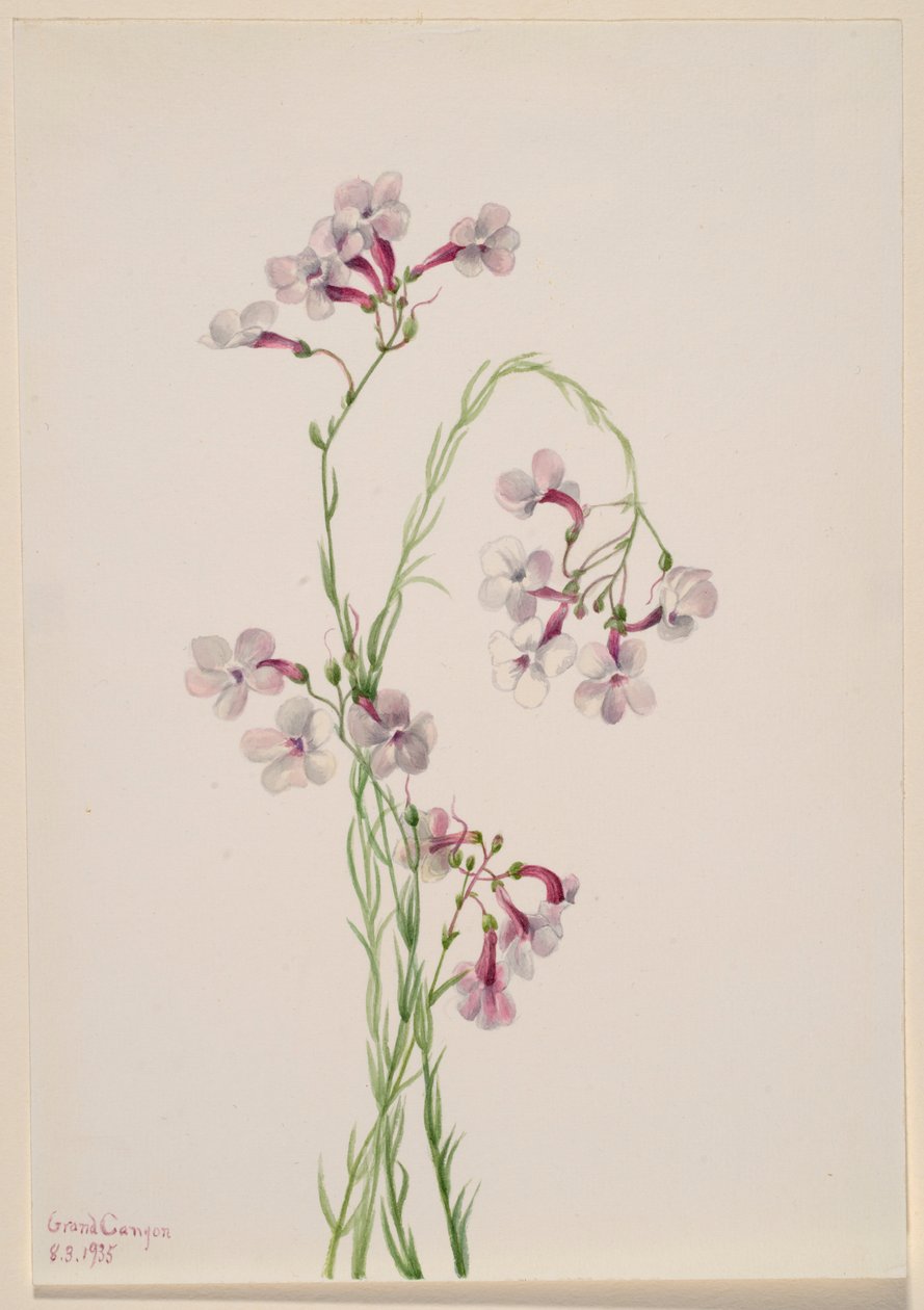 Pentstemon ambiguus - Mary Vaux Walcott