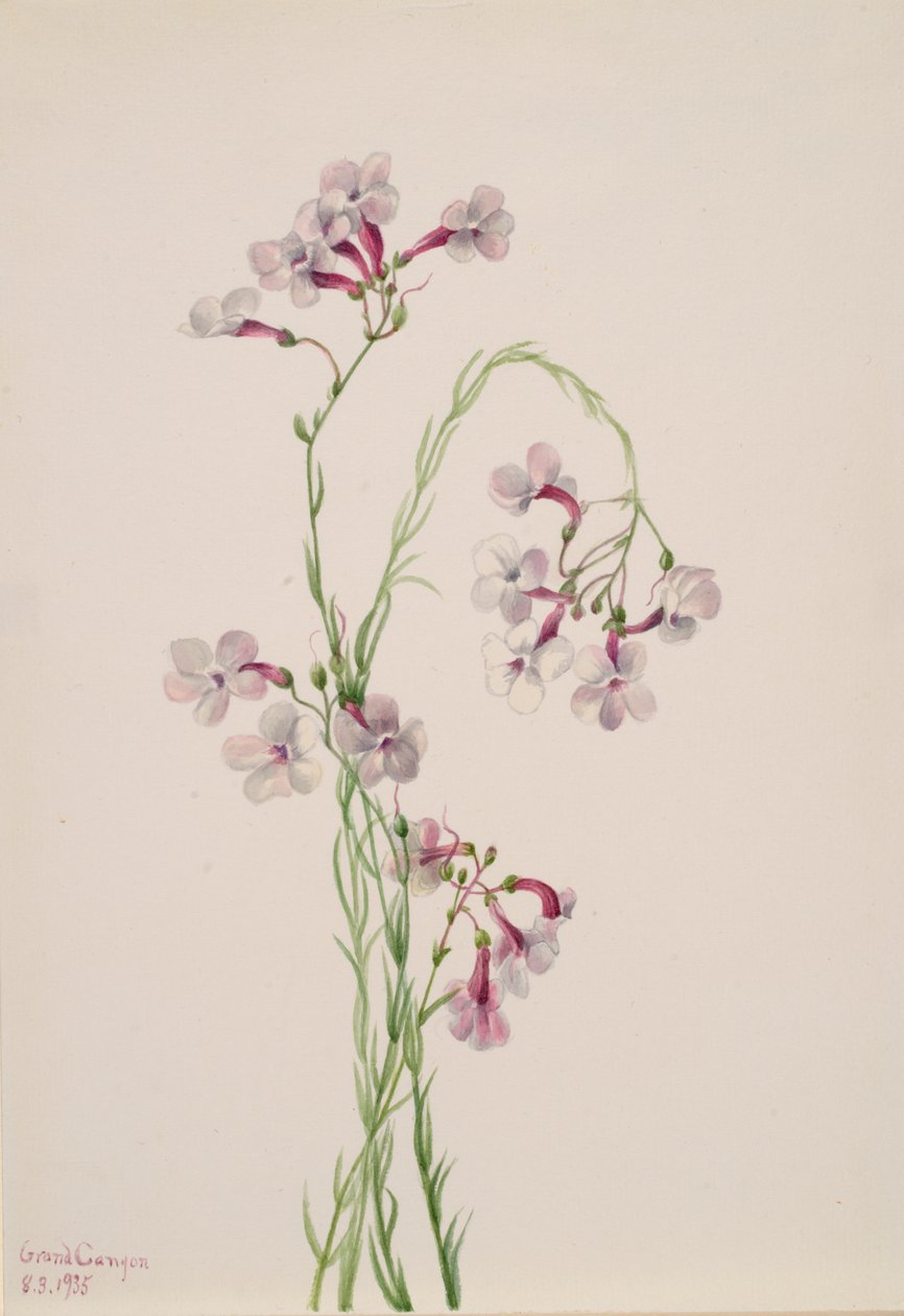 Pentstemon ambiguus - Mary Vaux Walcott