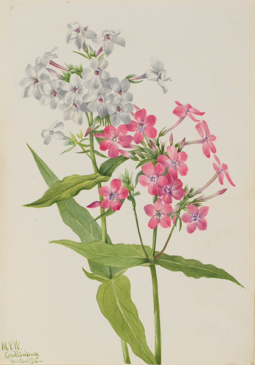 Phlox vivace (Phlox paniculata) - Mary Vaux Walcott