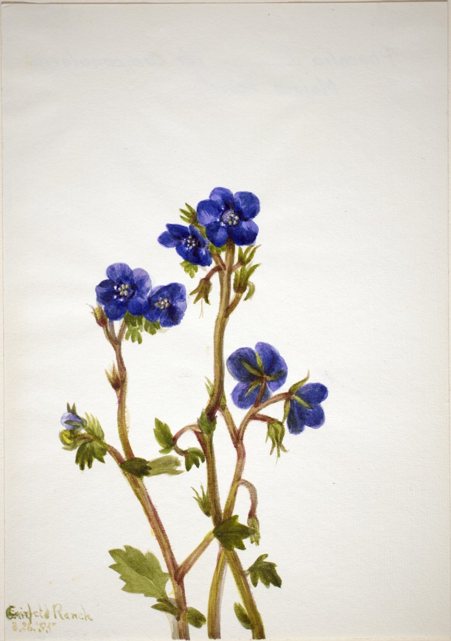 Phacélie (Phacelia parryi) - Mary Vaux Walcott