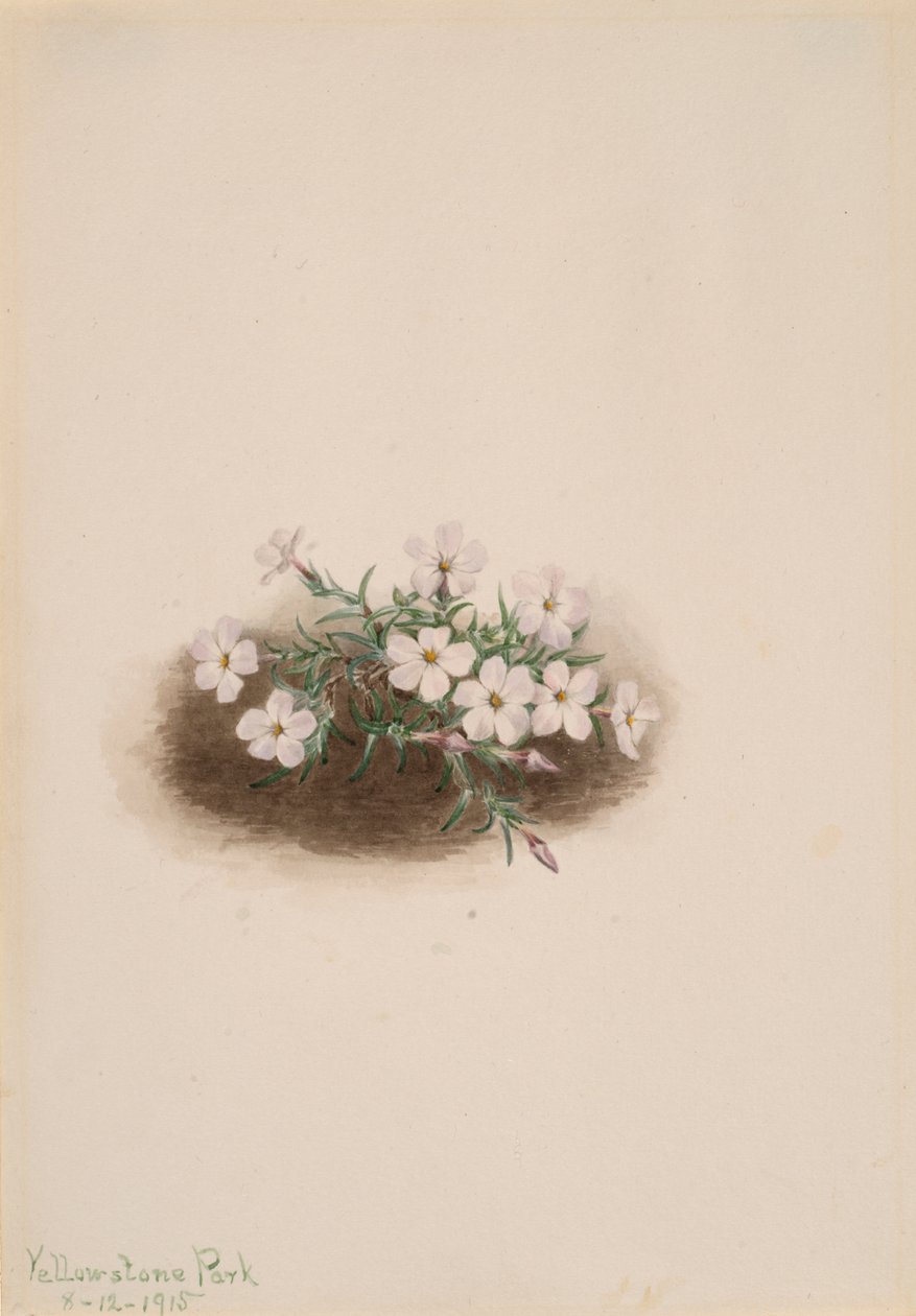 Phlox - Mary Vaux Walcott