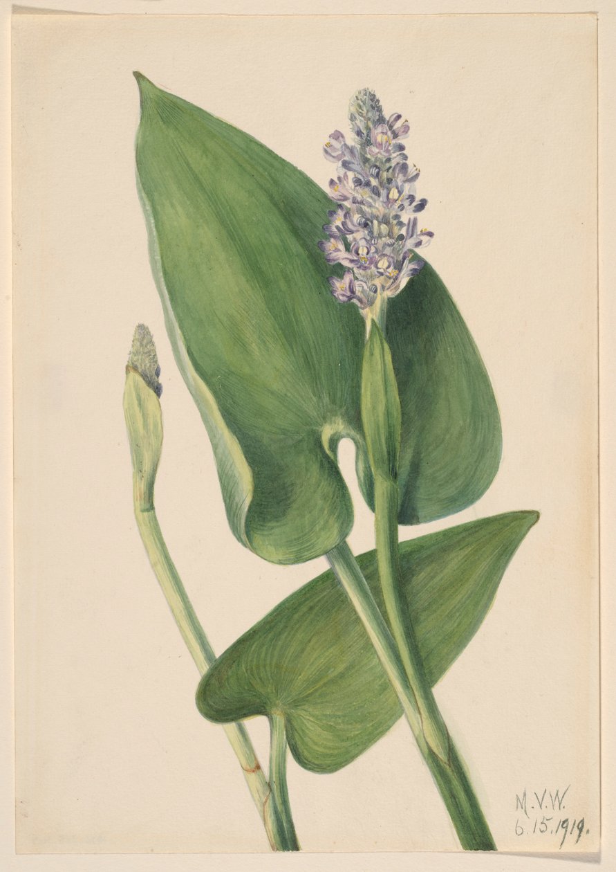 Herbe à poux (Pontederia cordata) - Mary Vaux Walcott