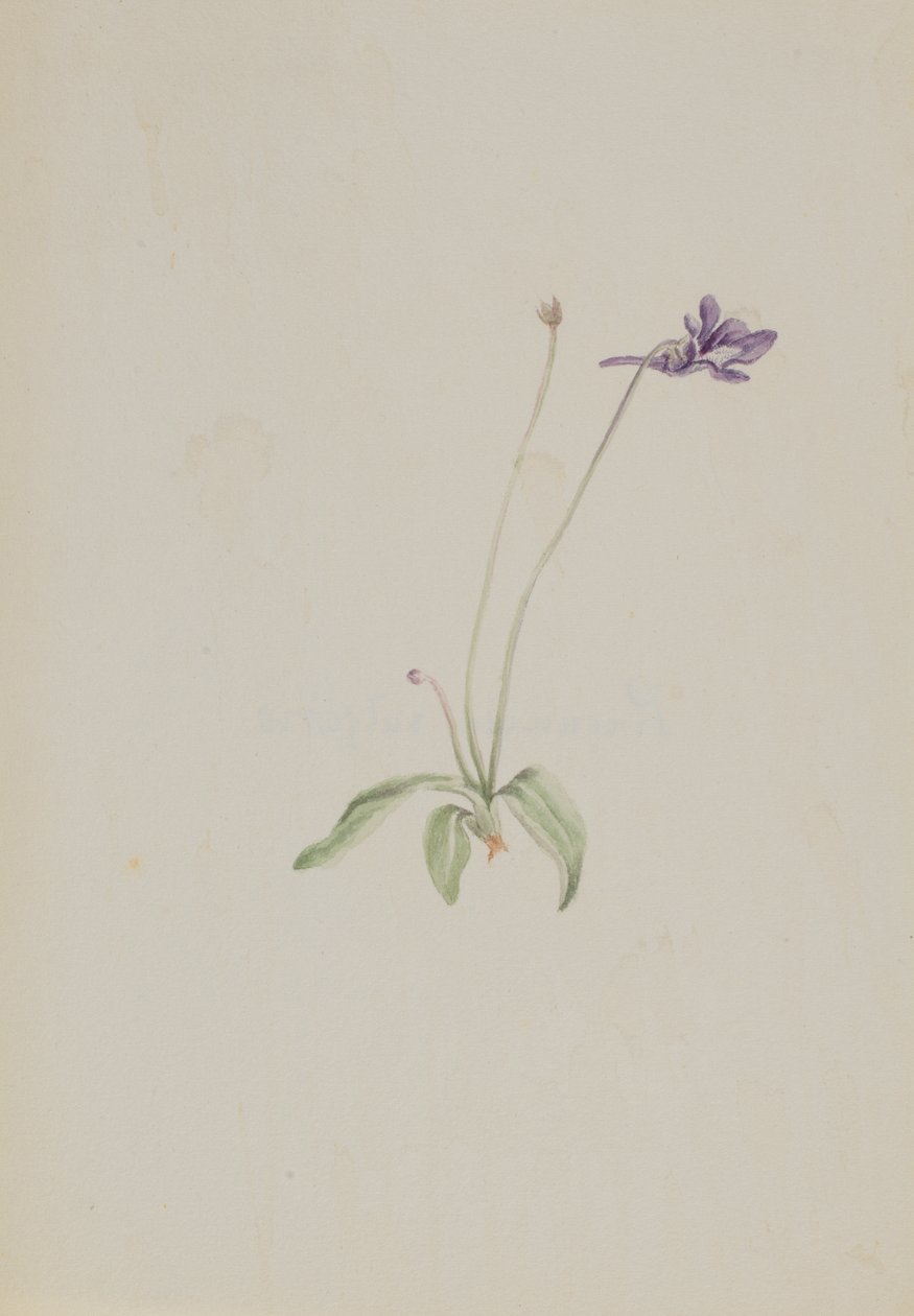 Pinguicula vulgaris, début des années 1930 - Mary Vaux Walcott