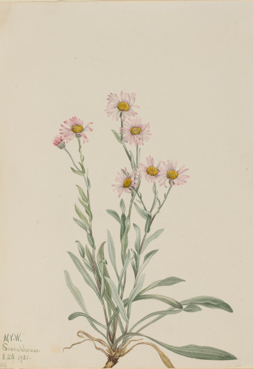 Vergerette rose (Erigeron caespitosus) - Mary Vaux Walcott