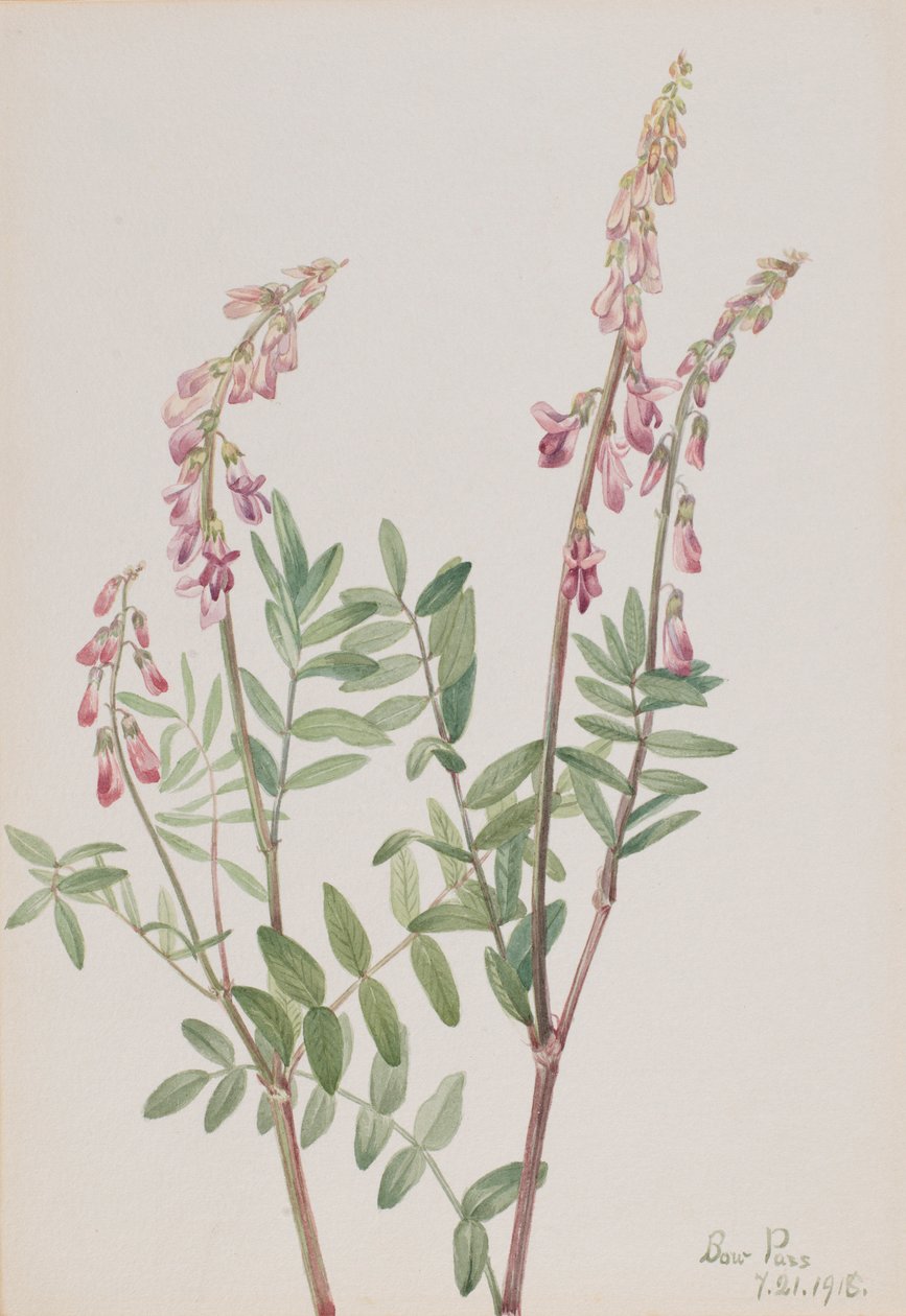 Hedysarum rose (Hedysarum americanum) - Mary Vaux Walcott