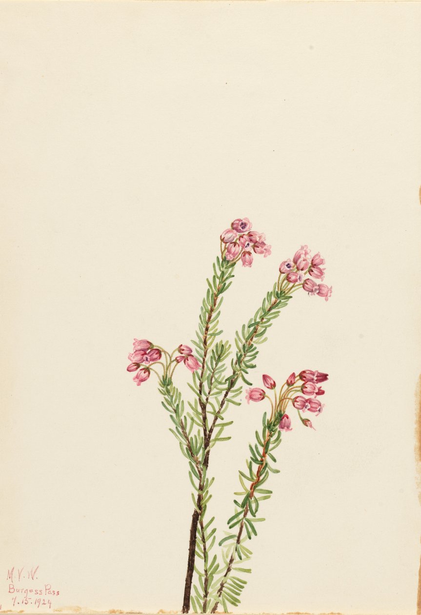 Bruyère rose des montagnes (Phyllodoce empetriformis) - Mary Vaux Walcott