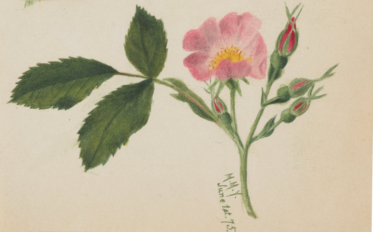 Rose rose, 1875 - Mary Vaux Walcott