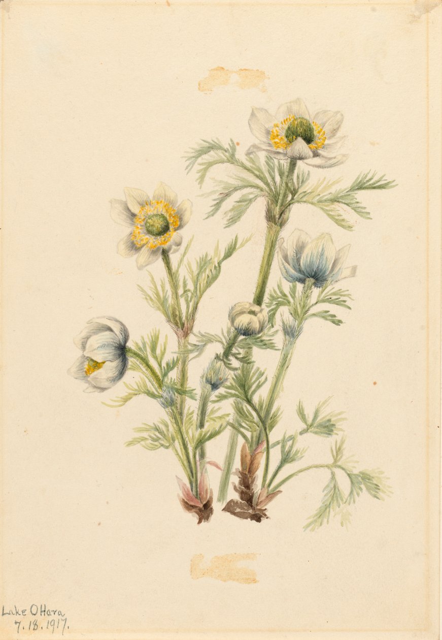 Anémone plumeuse Pulsatilla occidentalis - Mary Vaux Walcott