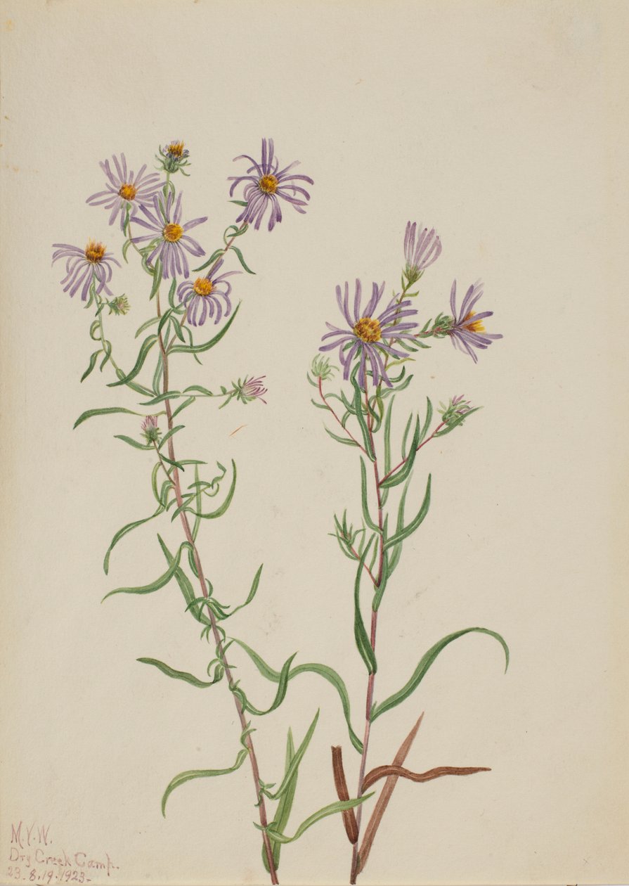 Aster des prairies (Aster campestris) - Mary Vaux Walcott