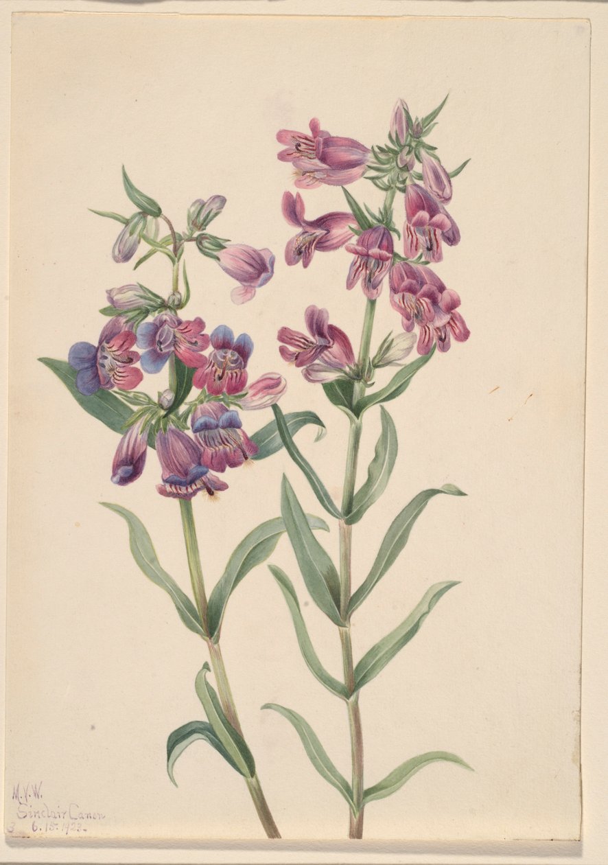 Pentstemon des prairies (Pentstemon erianthera) - Mary Vaux Walcott