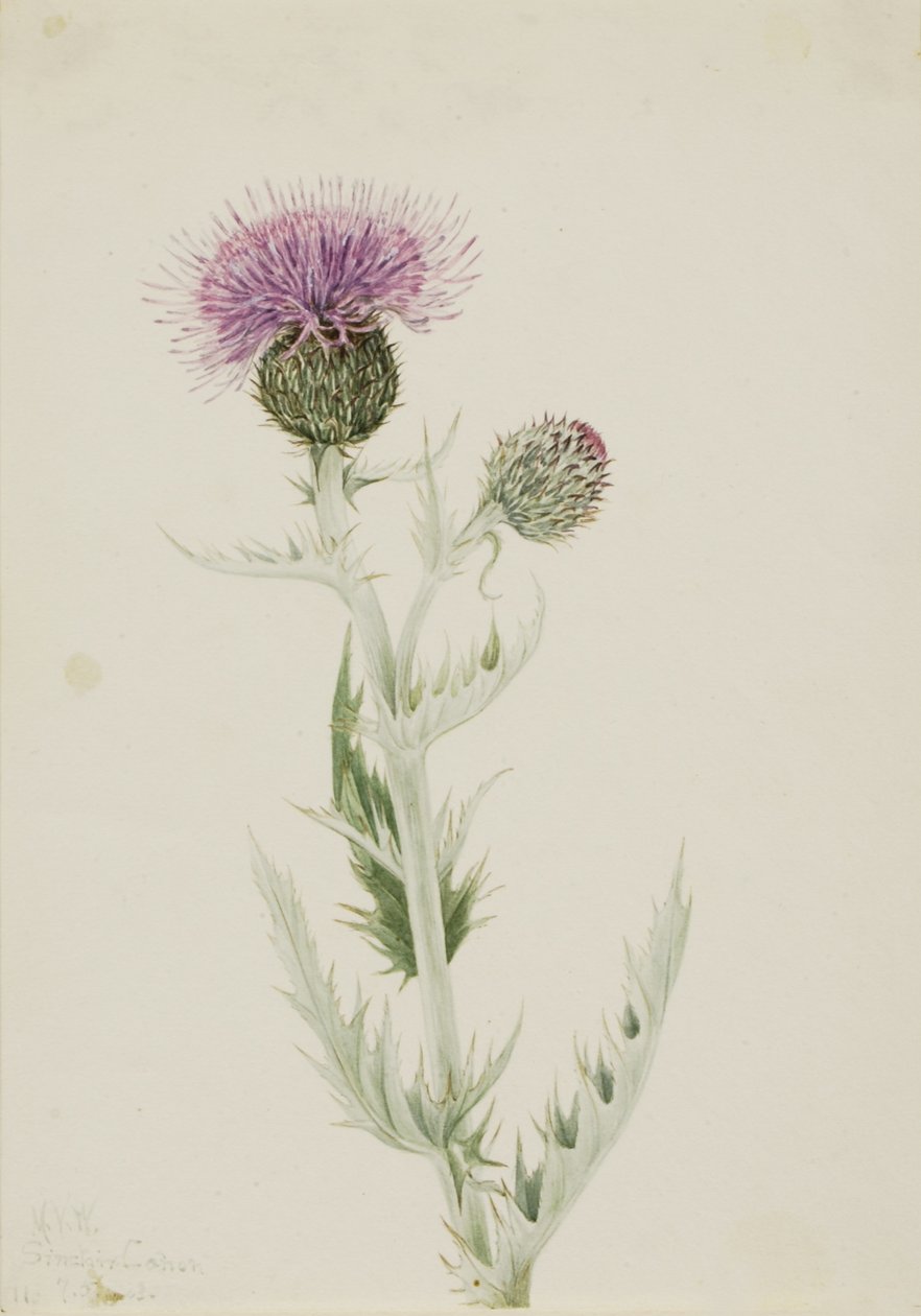 Chardon des prairies (Cirsium undulatum) - Mary Vaux Walcott