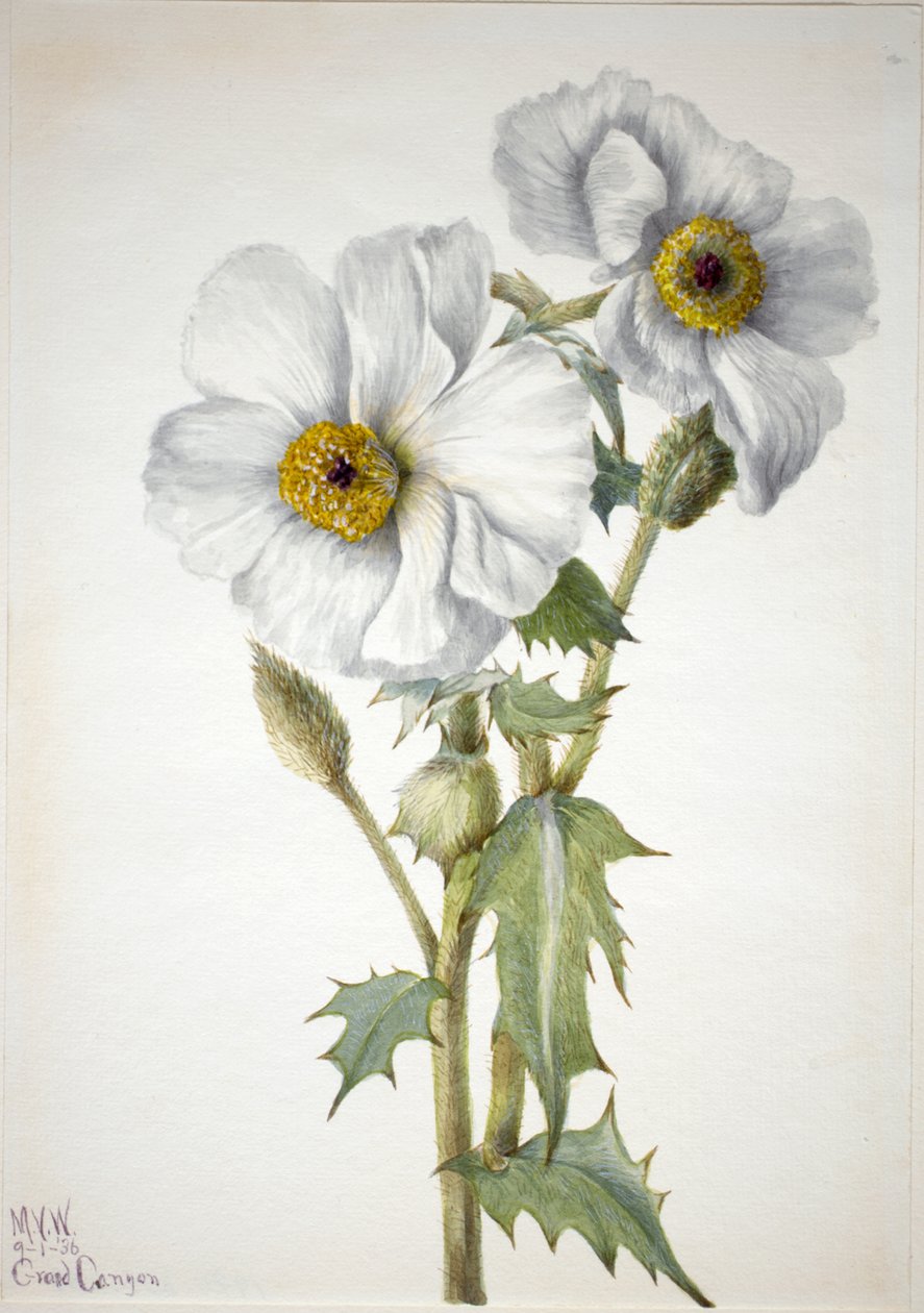 Pavot épineux Argemone hispida, 1936 - Mary Vaux Walcott