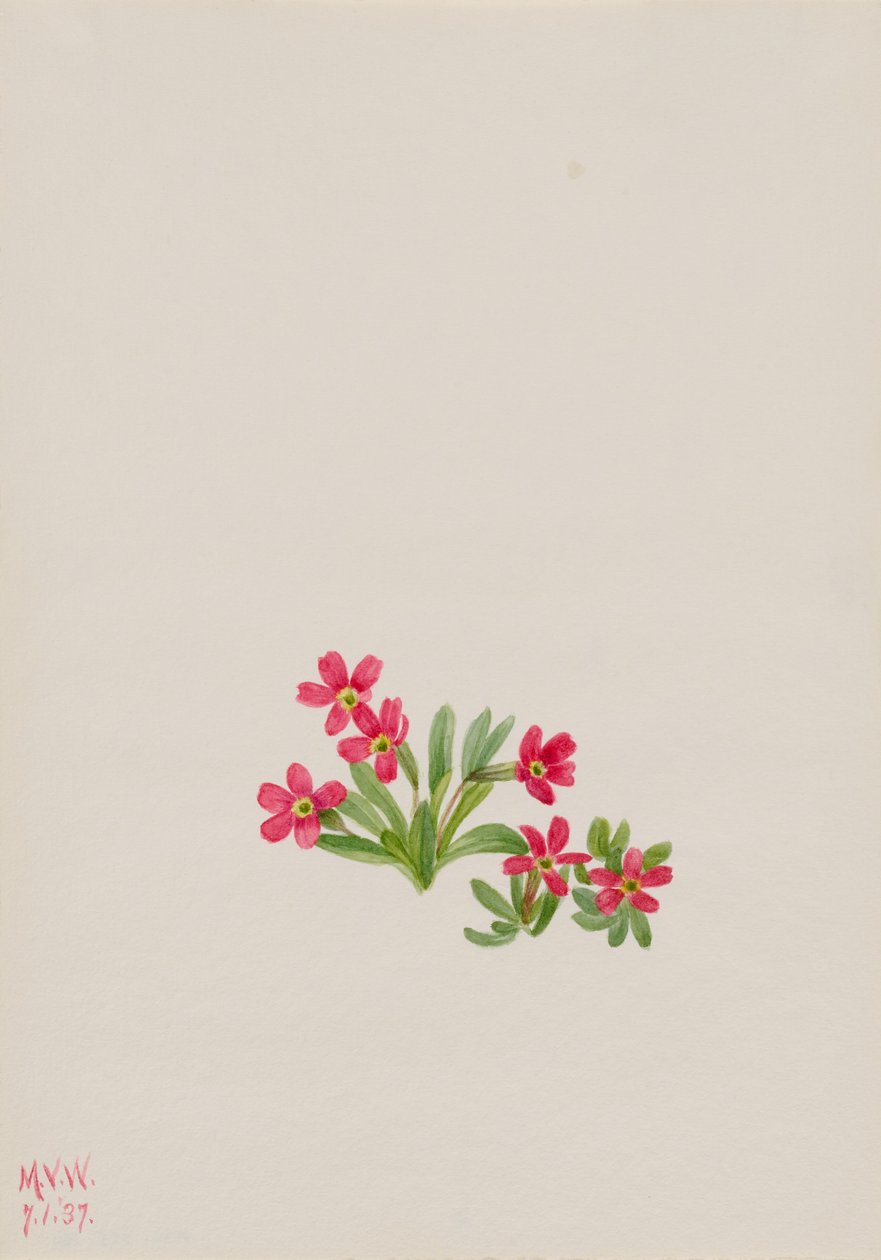 Primevère (Primula angustifolia) - Mary Vaux Walcott