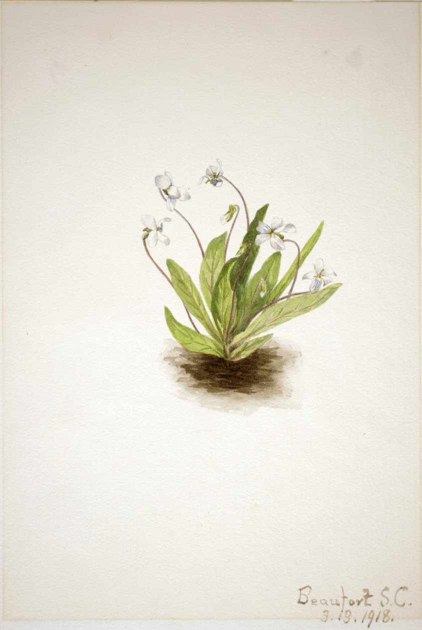 Violette primevère (Viola primulifolia) - Mary Vaux Walcott