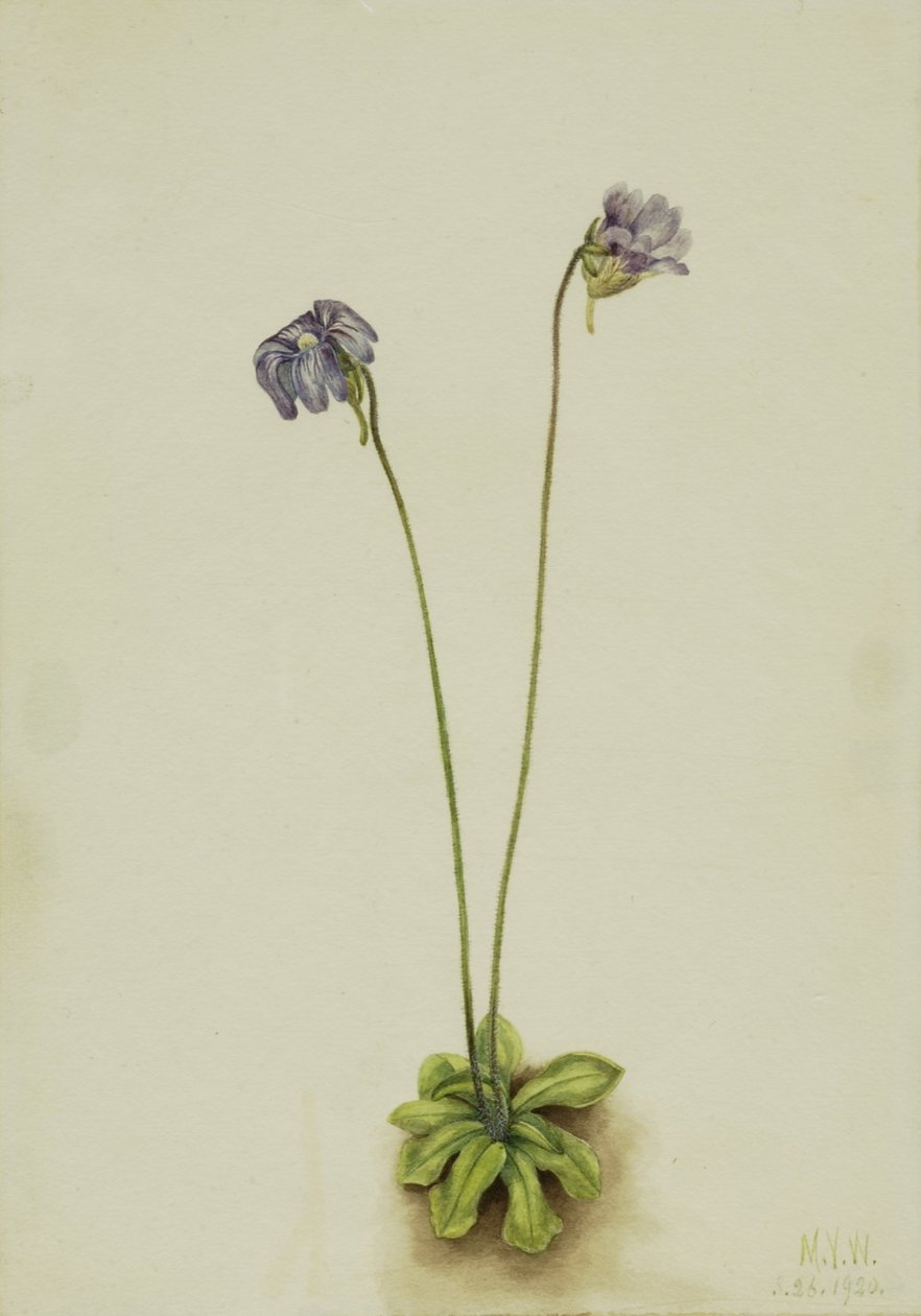 Pinguicule pourpre (Pinguicula elatior) - Mary Vaux Walcott