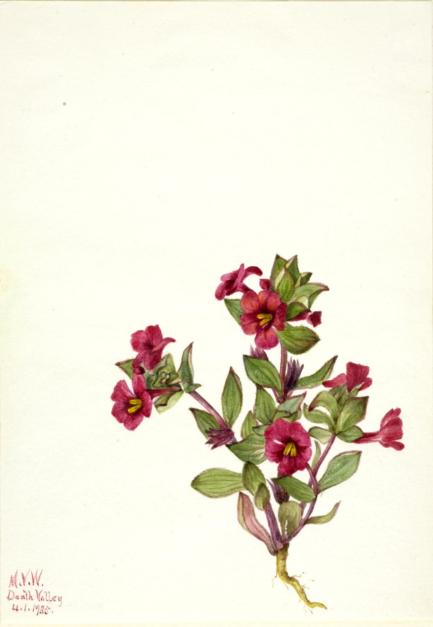 Mimulus bigelovii - Mary Vaux Walcott