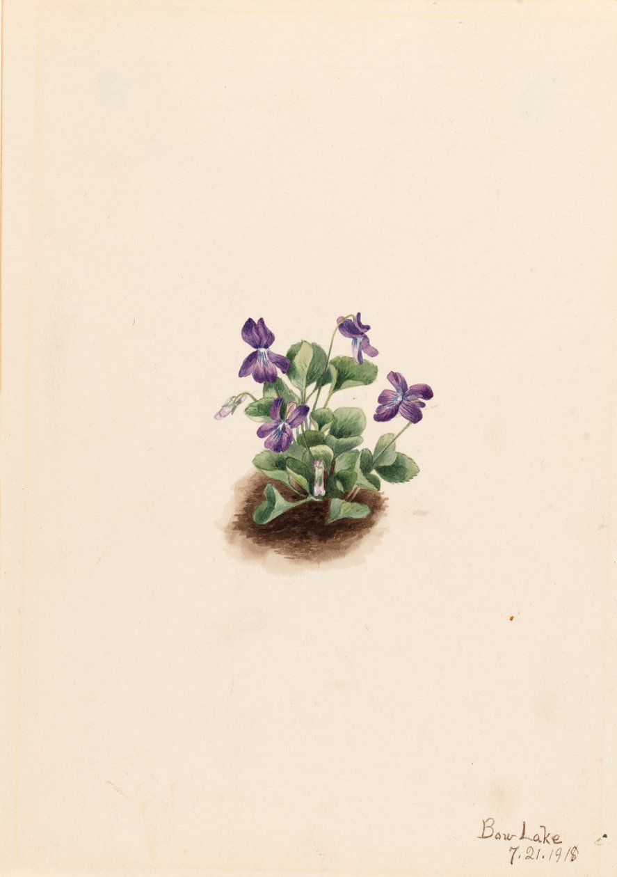 Violette des montagnes (Viola adunca) - Mary Vaux Walcott