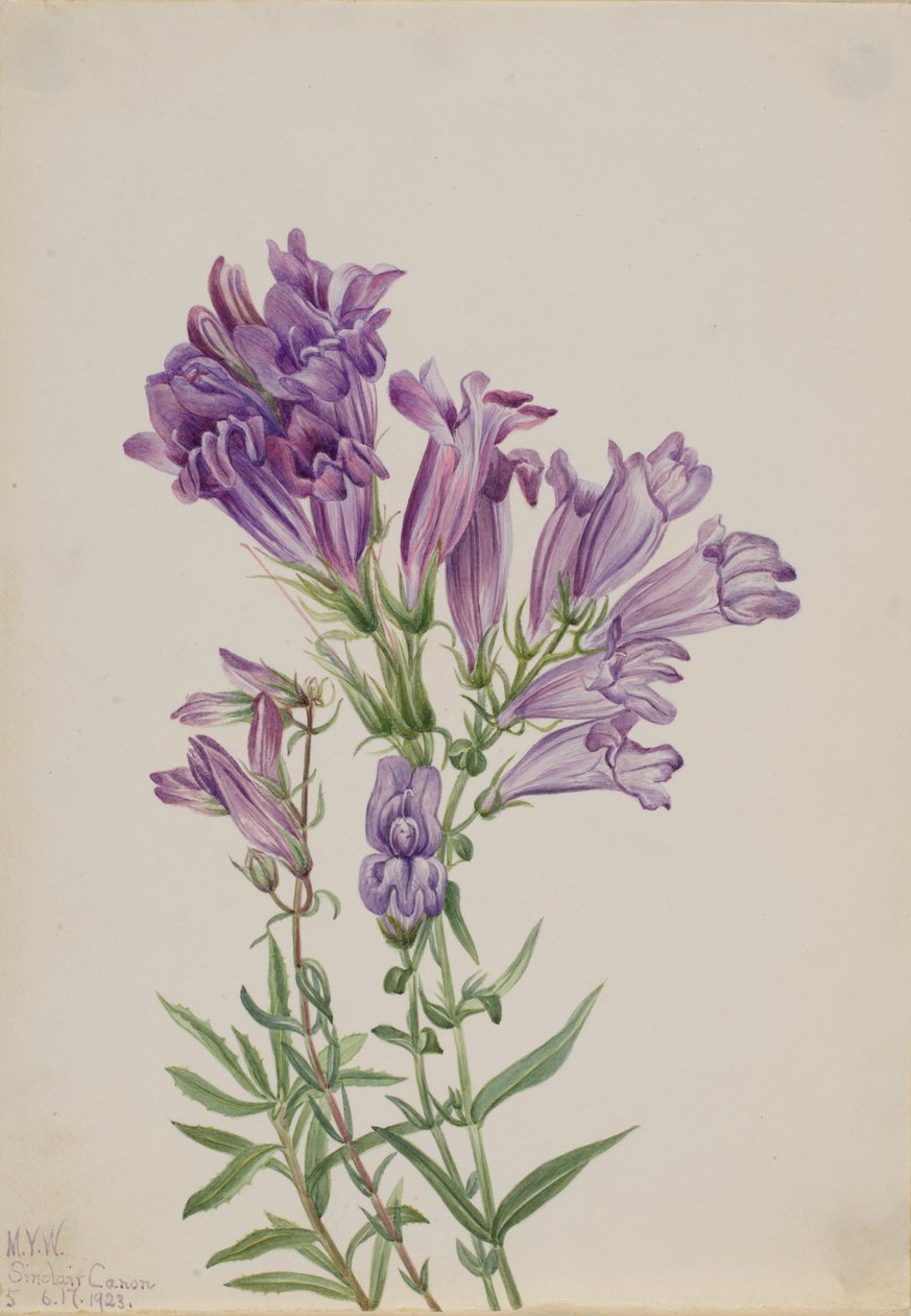 Pentstemon pourpre Pentstemon lyallii, 1923 - Mary Vaux Walcott