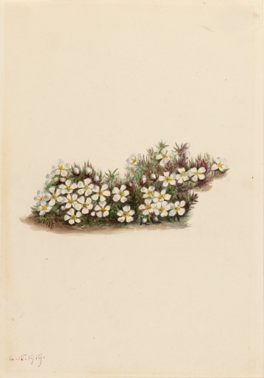 Pyxie (Pyxidanthera barbulata) - Mary Vaux Walcott