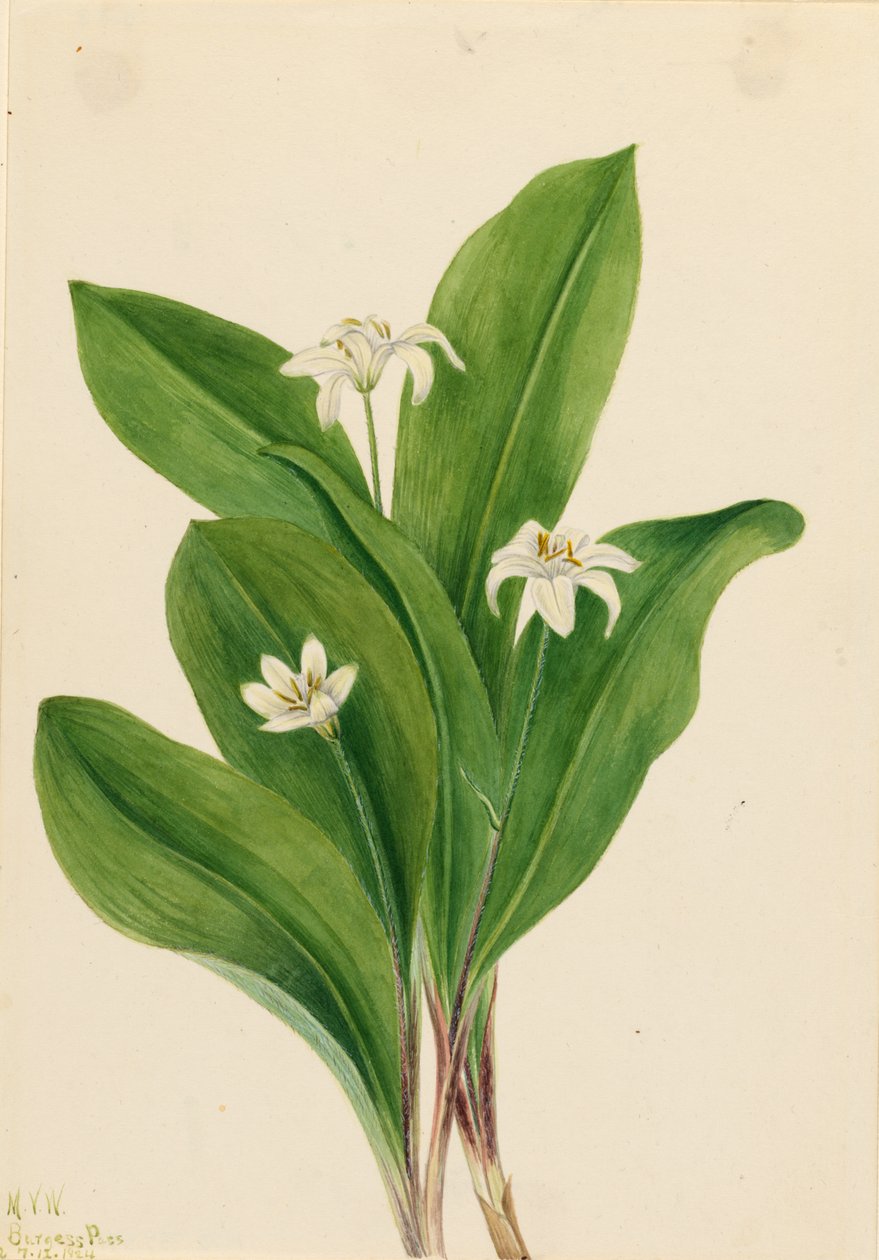 Églantier (Clintonia uniflora) - Mary Vaux Walcott