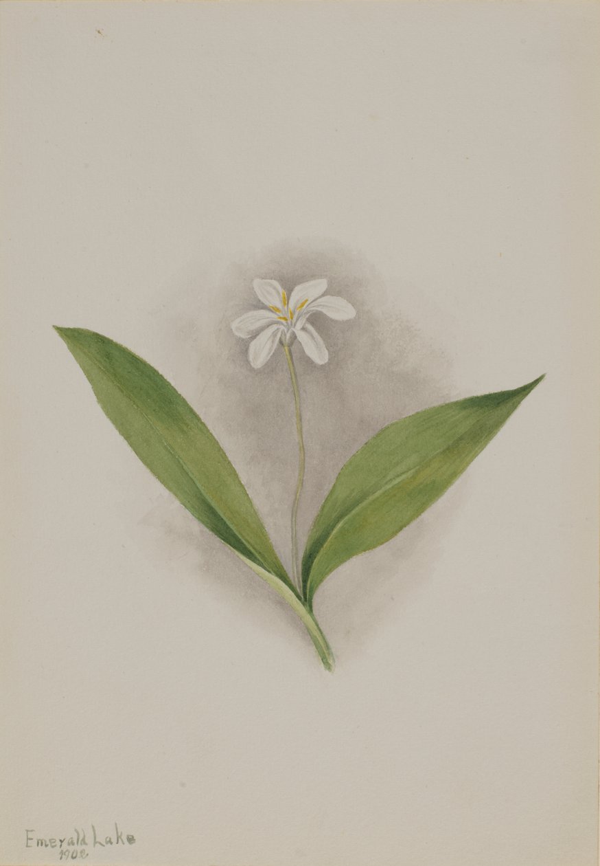 Églantier (Clintonia uniflora) - Mary Vaux Walcott