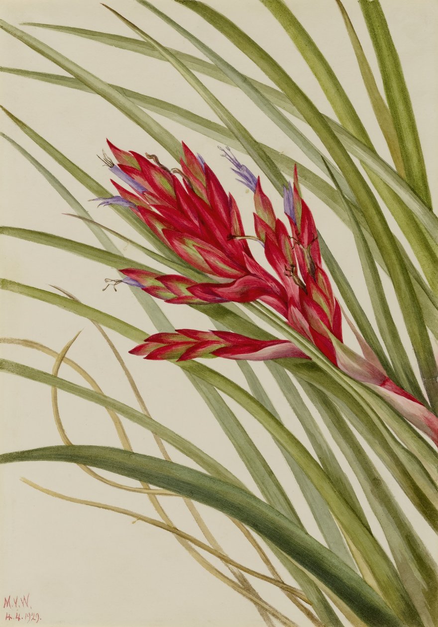 Tillandsia fasciculée (Tillandsia fasciculata) - Mary Vaux Walcott