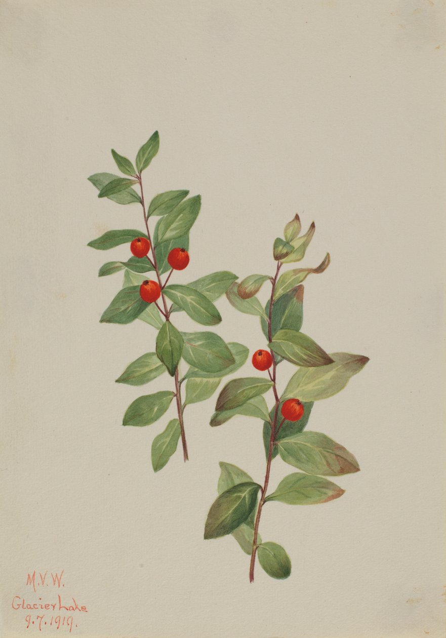 Comandre rouge (Comandra livida) - Mary Vaux Walcott