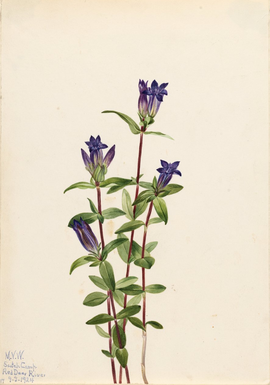Gentiane des rives (Gentiana affinis) - Mary Vaux Walcott