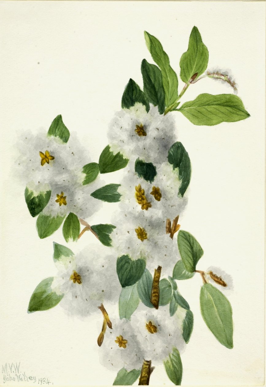 Saule des rochers (Salix vestita) - Mary Vaux Walcott