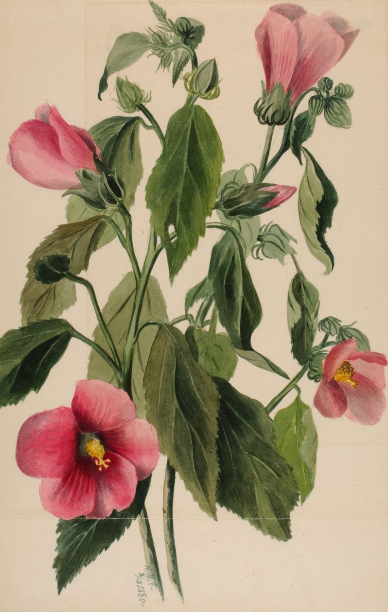 Gentiane rose Sabbatia angularis, 1880 - Mary Vaux Walcott