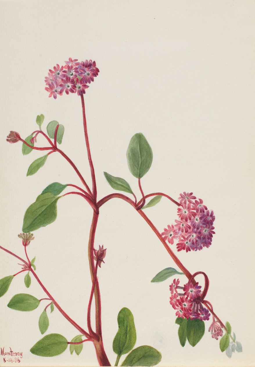 Verveine des sables (Abronia umbellata) - Mary Vaux Walcott