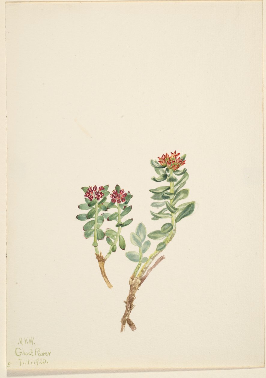 Sanifoiga adscendeus - Mary Vaux Walcott