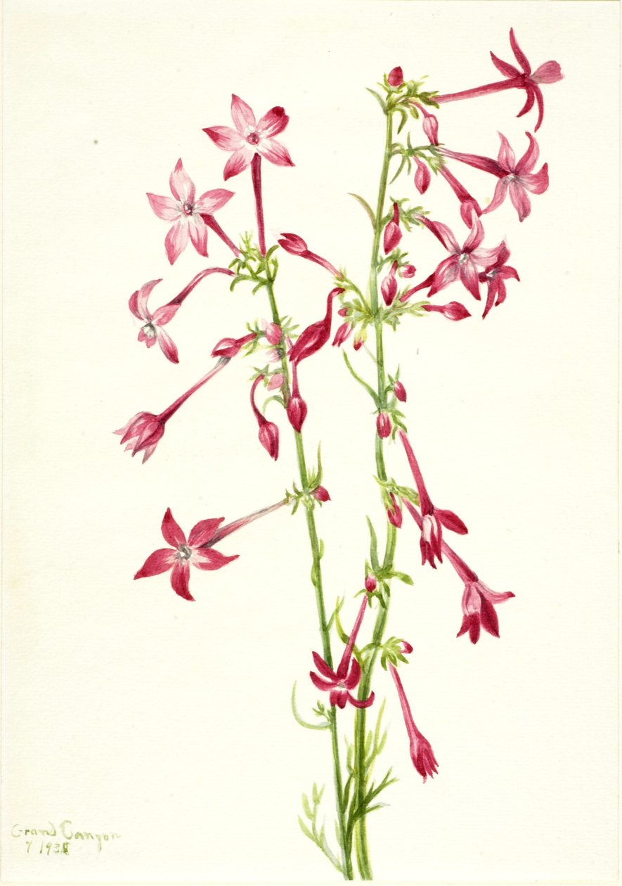 Gilia écarlate (Gilia aggregata) - Mary Vaux Walcott