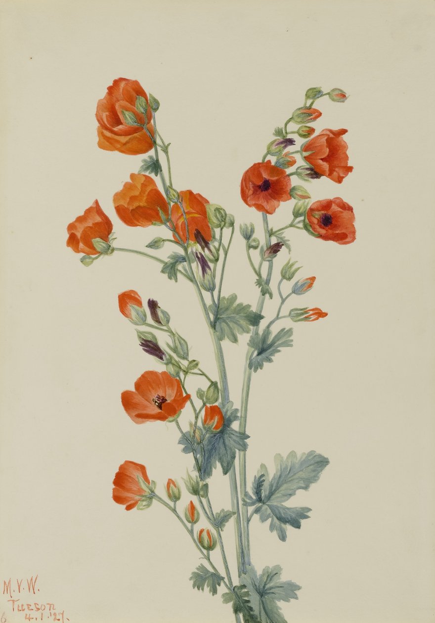 Mauve écarlate (Sphaeralcea grossulariaefolia) - Mary Vaux Walcott